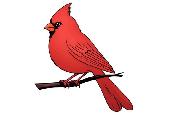 Download Cardinal Bird Illustration Png - Bird illustration png Collection